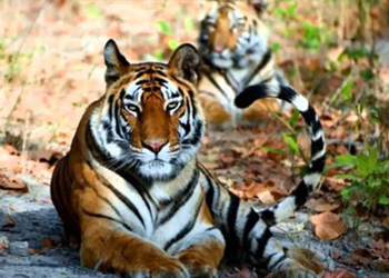 Bardia Jungle Safari